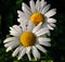 Dew drenched daisies in the morning sun