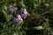 Dew Drenched Purple Wildflowers in Morning Sun