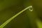 Dew drop on blade of grass