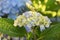 Dew Drop on a Cluster of Budding White Hydrangea