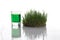 Dew drop on fresh young wheatgrass and root with nature, Sprout Wheat, wheatgrass growing from the roots