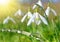 Dew drop on grass and snowdrop flower