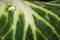 Dew drop on green brassica leaf