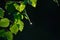 A dew drop hangs on the tip of a green birch leaf. The sun is reflected in a drop. On a black background.