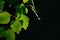 A dew drop hangs on the tip of a green birch leaf. The sun is reflected in a drop. On a black background.