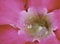 Dew drop inside petal and stamen pink flower