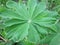 Dew drop on lupine leaf