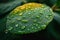 Dew drop pattern Vibrant leaf vein adorned with dewdrops