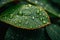 Dew drop pattern Vibrant leaf vein adorned with dewdrops