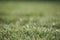 Dew droplet on top of green grass in warm morning light