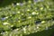 Dew droplets on grass blade - macro