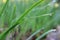 Dew droplets in the grass leaves. Blurred greenish background.