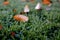 Dew droplets on grass, with scattered fall leaves