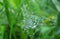 Dew drops on a background of green forest grass and in the structure of the web