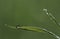 Dew drops on blades of grass close-up