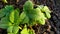 Dew drops close up. Morning dew on young strawberry leaves. View from above