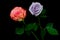 Dew drops covered romantic pair of pink and light purple roses on dark backdrop