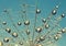 Dew drops on a dandelion seed