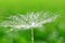 Dew drops on a dandelion seed