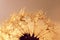 Dew drops on a dandelion seeds at sunrise close up.