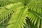 Dew drops, droplets on fern plant leaves closeup -