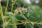 Dew drops on fine spider silk hanging in a green plant