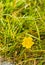 Dew drops on flower petals - Potentilla aurea L..