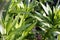 Dew drops on fresh green grass and leaves of flowers in close-up