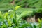 Dew Drops on Fresh Green Leaves of Tea Plant in Tea Estate in Munnar, Kerala, India