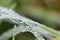 Dew drops on grass macro