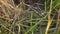 Dew drops on grass with spider webs in beautiful morning sunlight at sunrise