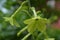 Dew Drops on a Green Flowering Nicotiana Plant