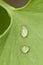 Dew drops on a green Gingko