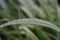 Dew drops on green grass on unfocused background. Dew closeup. Raindrops on fresh grass. Nature close up.