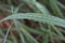 Dew drops on green grass on unfocused background. Dew closeup. Raindrops on fresh grass. Nature close up.