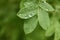 Dew drops on green leaf