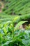 Dew Drops on Green Leaves of Tea Plant - Camellia Sinensis - in Tea Plantation in Munnar, Kerala, India