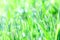 Dew drops on the green tender grass. Summer fresh background.
