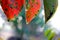 Dew drops hanging from the tips of the leaves. Multicolored fuzzy background.