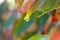 Dew drops hanging from the tips of the leaves. Multicolored fuzzy background.