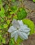 Dew drops on Jasmine flower