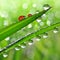 Dew drops and ladybugs