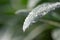 Dew Drops On Lambs Ear