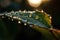 Dew drops on a leaf with the sun rising in the background, creating a stunning contrast between light and dark.