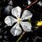 Dew Drops on a Madagascar Periwinkle Wildflower