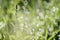 Dew drops on meadow grasses defocused in the morning sun