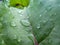 Dew drops in the morning on a beet leaf