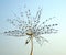 Dew drops on a part of dandelion - against the blue sky