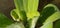 Dew drops on pistia plants in tropical rice fields in the morning.