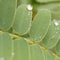 Dew drops on plant - water droplets on leaf